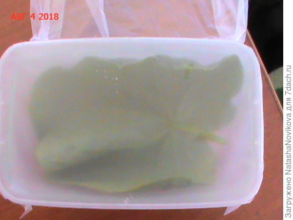 лист огурца, промытый кипяченной холодной водой, сеется