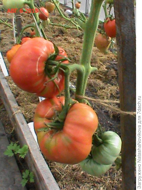 Гигант Новикова