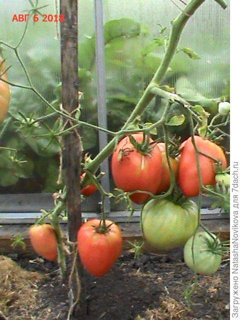 Розовый мёд