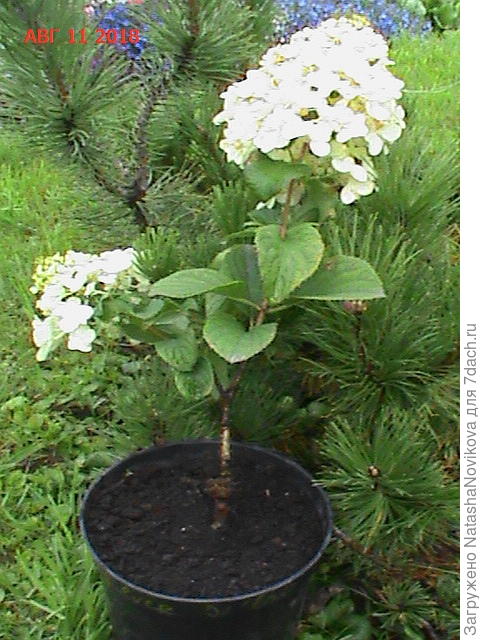 на стволике рана