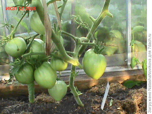 пока зеленый