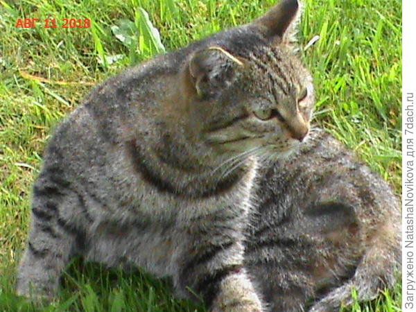 и охотница, мышей таскает