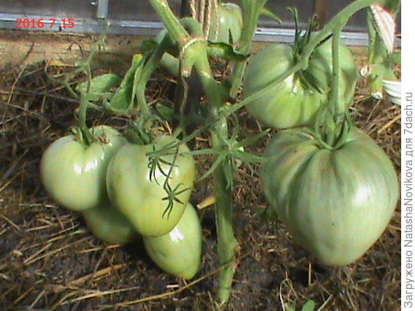 вот он ещё совсем зеленный