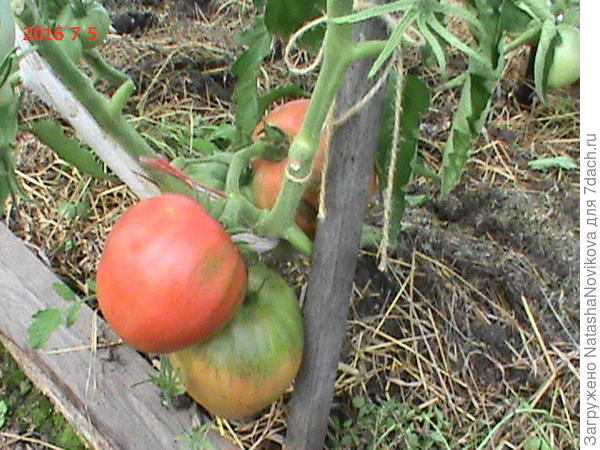 это в другой год, спеет))