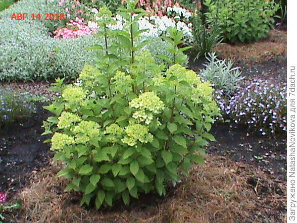 вот эти три веточки нулевки можно мне обрезать теперь? или оставить до весны? ног у моих гортензий не вырастить, так как на участке преобладают юго-западные ветра, они просто переломают им &amp;quot;ноги&amp;quot;, поэтому хочется растить букетом, спасибо за ответ, и ещё раз извините за бестактное вмешательство.