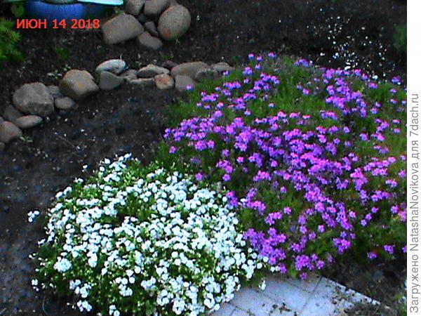 флокс шиловидный, из под снега выходит зелененькими елочками))