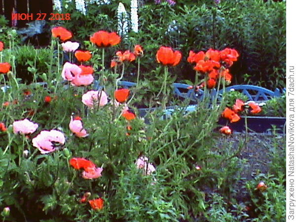 маки нынче долго цвели