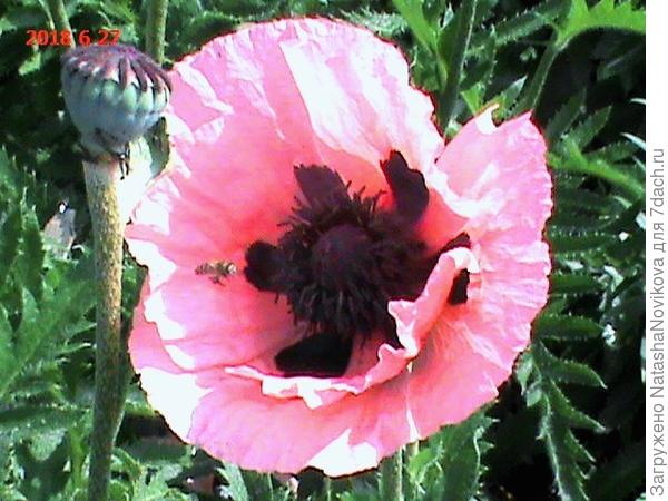 потом, когда они отцвели наступил черед лилий, я их выращиваю в технологических горшках, весной выкапываю из земли и когда они начинают цвести ставлю их рядышком с увядающими маками, потом, когда отцветут опять куда-нибудь под кустит