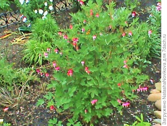 дицентра начинает цветение в начале июля, но не долго, дней 24, а листва остается декоративной до глубокой осент