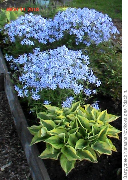 флокс растопыренный, начинает цвести с конца мая