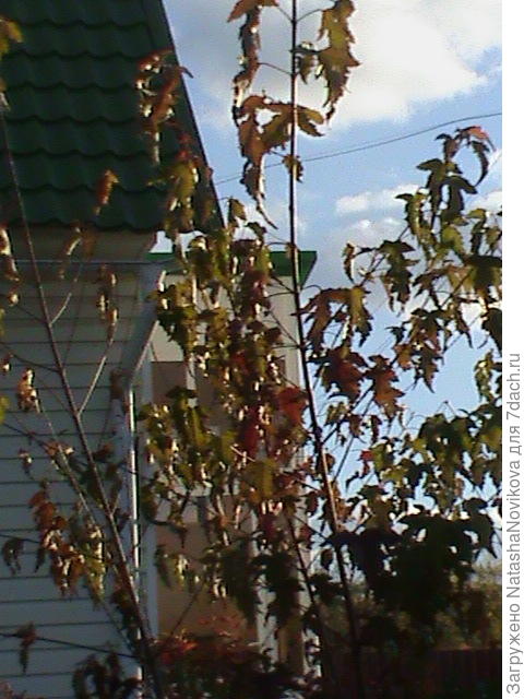 с каждым годом это растение прибавляет в высоту см15, и веточки становятся толще, а весной опять не просыпается пока на обрежу до пеньков.