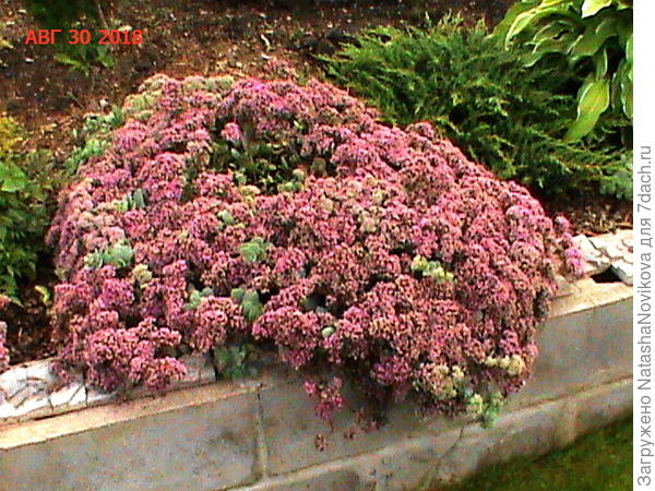 то же под снег уходит цветущим