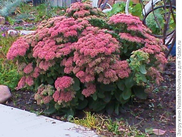 под снег уходит цветущим, но я его обрезаю, конечно же,