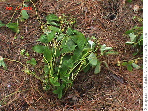 у ягод вкус и аромат напоминает банан с грушей))