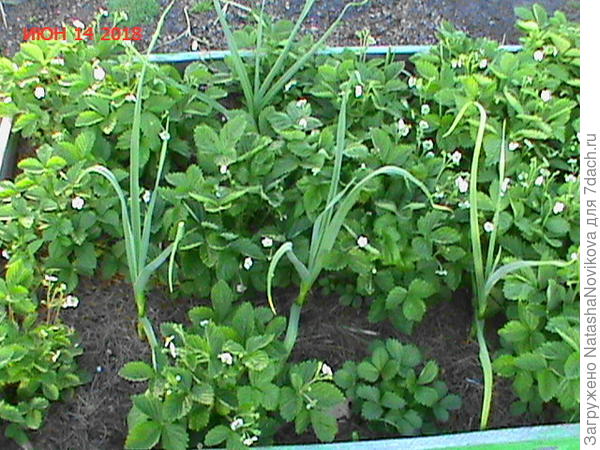 хвоя почти перепрела за осенне/зимний/весенний период, позже дбавляла новую