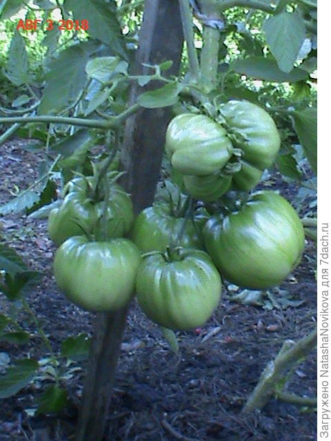 она же уличная страдалица))