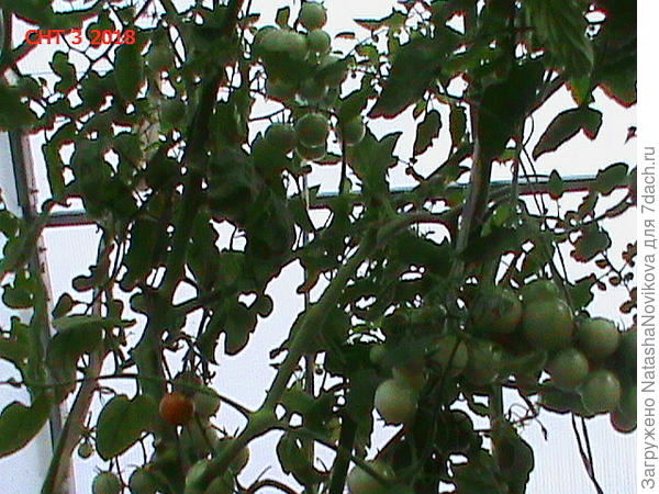 черри самосевки так и не успели дозреть в теплице, к слову сказать и сентябрь был не из удачных, в плане погоды.