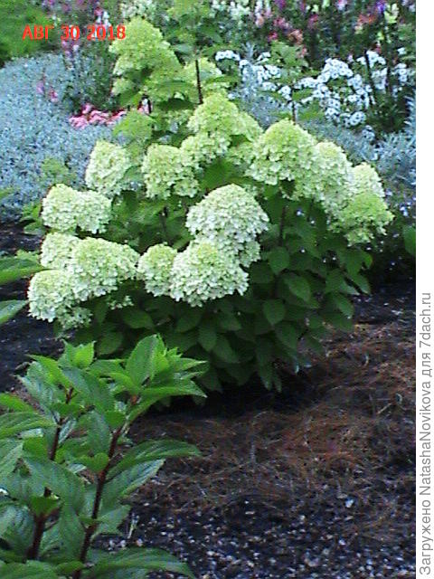 вот там за гортензией будет река из ясколки))