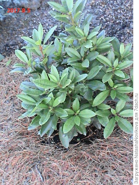 первое лето после посадки, август, пересаживала в начале мая