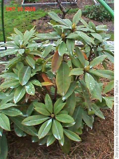 вот таким ушел в зиму, грибы вроде привязались, опрыскивала Орданом, дуги для укрывного уже стоят, пока земля не замёрзла, вроде живой?