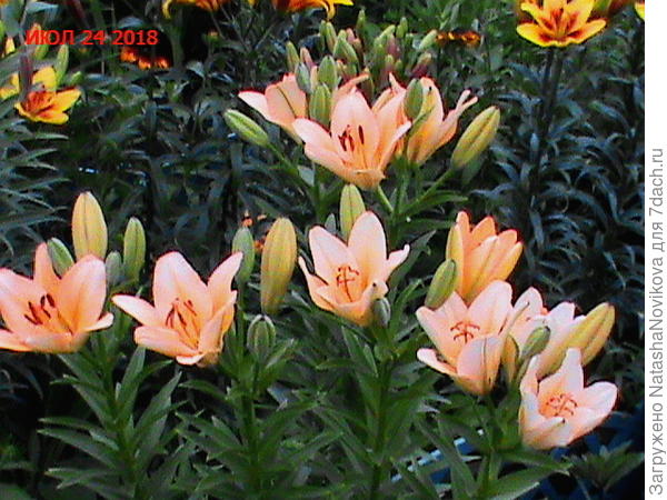 загрузилась, воон там внизу краешек емкости