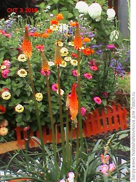 правда она у меня цветёт только третий год, молоденькая)) зацвела только на третий год после посадки, я уже надежду птеряла, но выходила)) если нанче не замерзнет, на следующее лето бутонов будет ещё больше, в первый год был всего один.