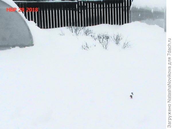 от жимолости только макушки(( что будет в феврале(( представить страшно, а ежели дружная весна в апреле?