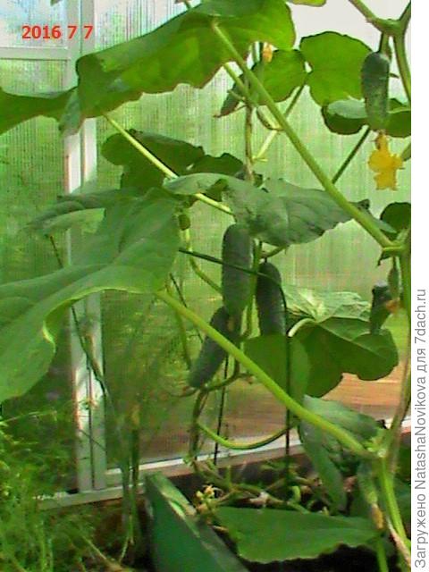 кожица у него тонкая.