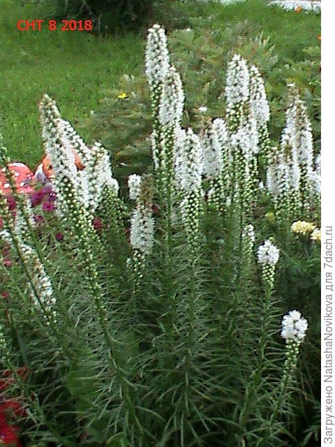 белый, длинный высота 80-90 см