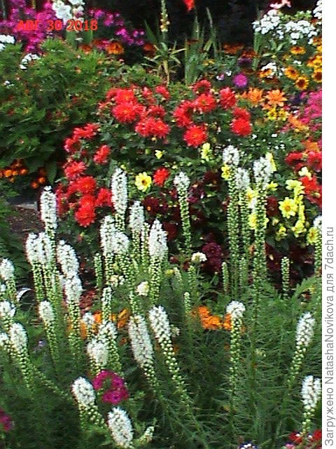 белый разваливается, потому что высокий