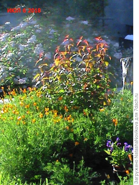 вот она за клёном в тумане