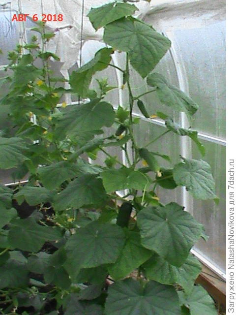 вот четко видно и мокрый укрывной, и мокрый карбонад, прислушаюсь Светлана к вашему совету и попоробую прикупить для теплиц новый, во просто неожиданно для меня.