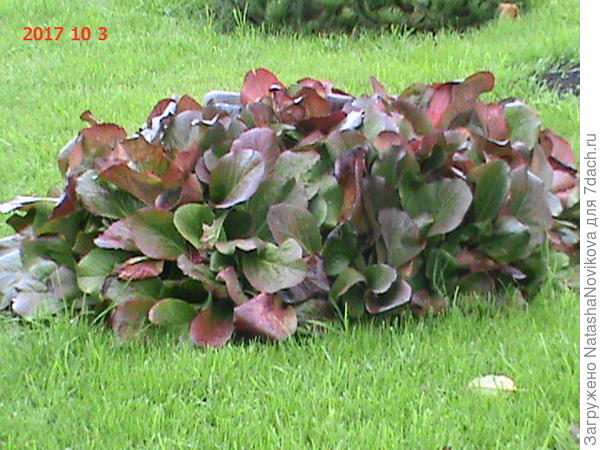 перед снегом