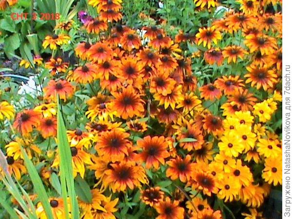 то же долго цветёт и оттенки разные бывают