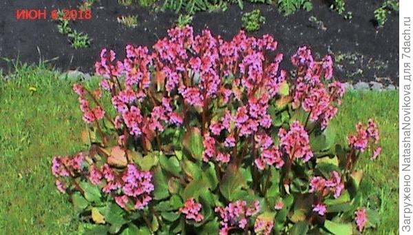 цветёт в мае/июне