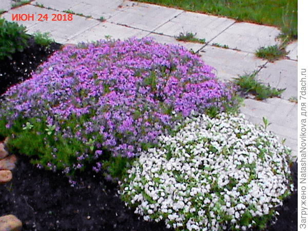 у меня вот такой шиловидный флокс