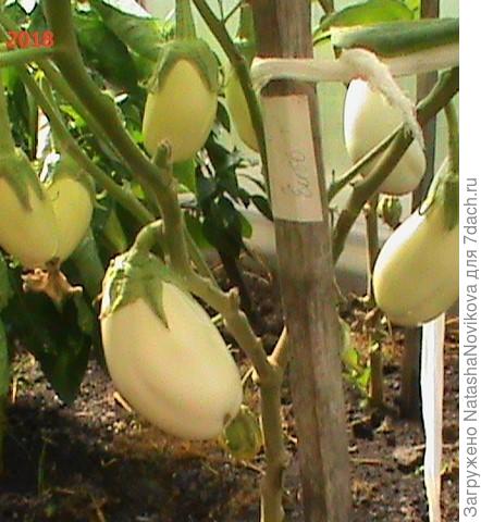 и практически не болели при высадке