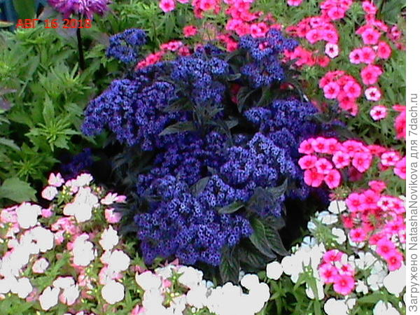 все прищиплены, и флоксы и гелиотроп