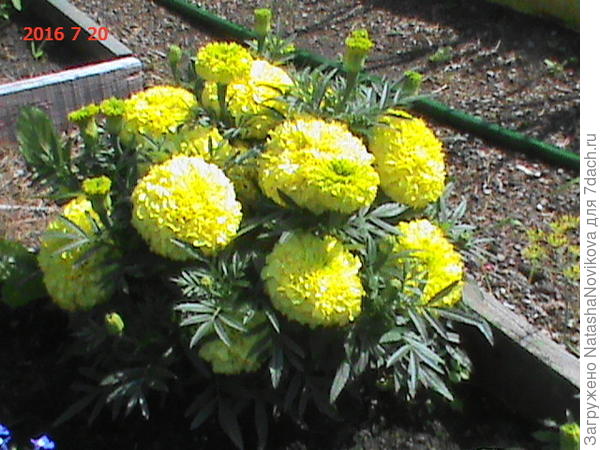 это всего один саженец, как его не покормить))