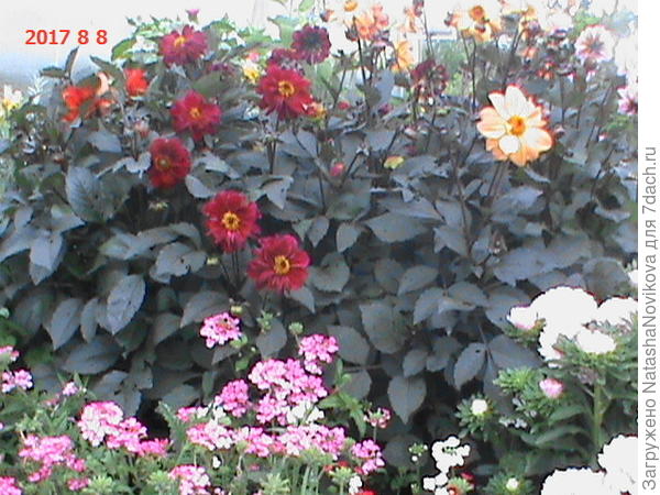 вон дырочки на листьях, это я слизняков, наверное, гоняла электролитом)))