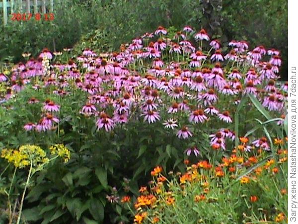 вот слева, если приглядется можно увидеть белый люпин среди эхинацеи