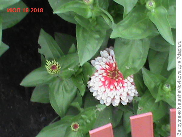 цветоносов много было, но и тени от других растений то же хватало, поэтому место для низкорослых надо выбирать тщательно, чего я не соблюдала при высадке этого сорта.