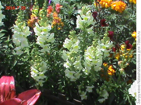 то же самосев с моей помщью))