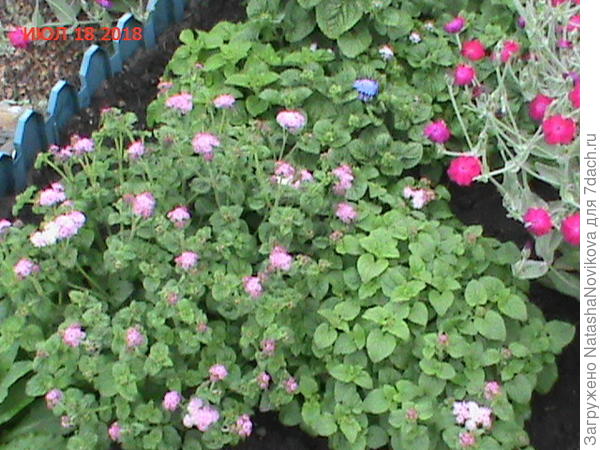 вот эти розовые в центре дылды, а по краям нормальные карлики, видимо была пересортица.