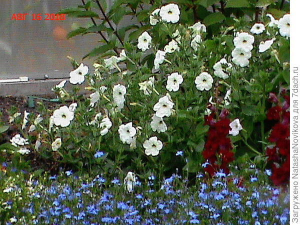 вот беленькая самосевка, прям на гортензию полезла, сама))