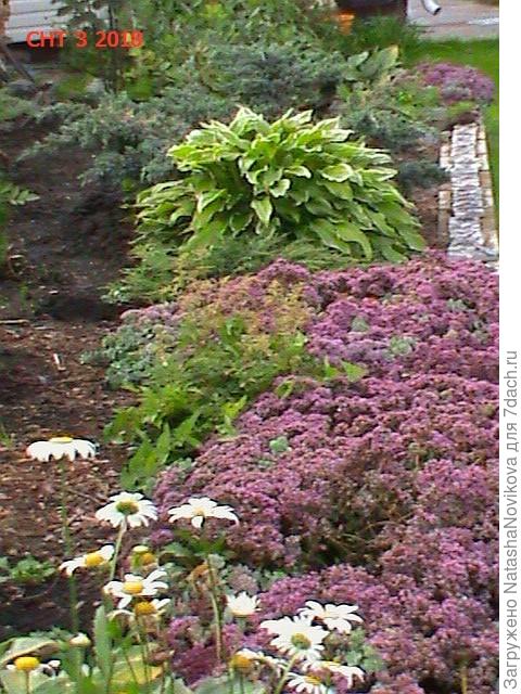 а это стелющийся, забыла название, вот он в высоту всего см30