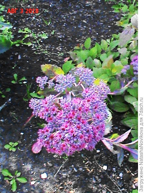 очиток видный, упал от тяжести цветоносов, высота 60 см, растё у меня первый сезон