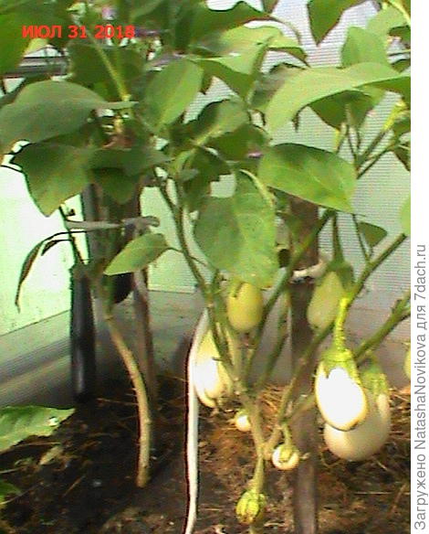 вон там, в уголке длинная &quot;Валентина&quot; уже объеденная)) самые первые вырастали))