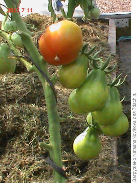 а вот эти &amp;quot;японский трюфель&amp;quot; он как раз очнь долго хранится