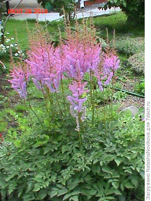 вот она на второй год посадки